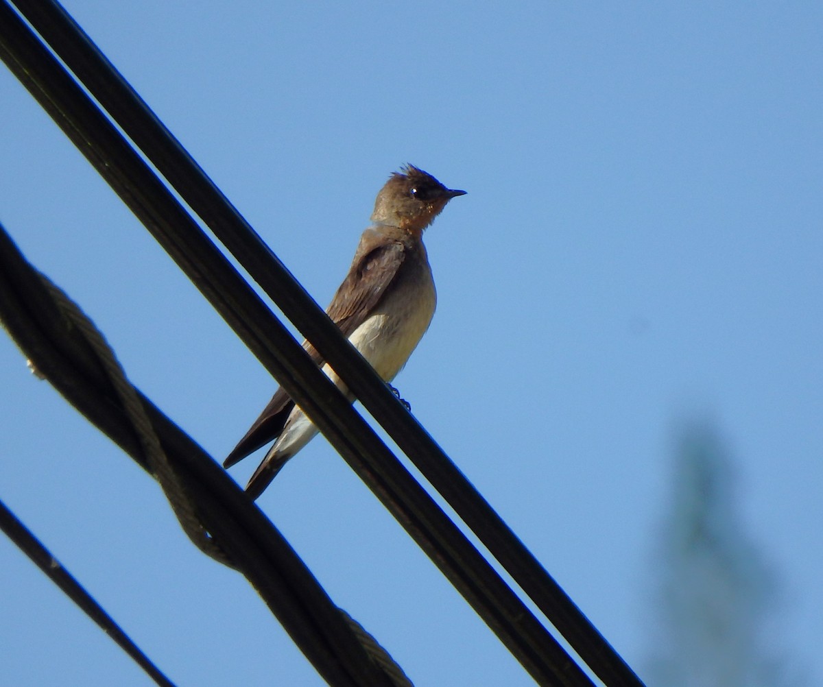 Southern Rough-winged Swallow - ML638541370