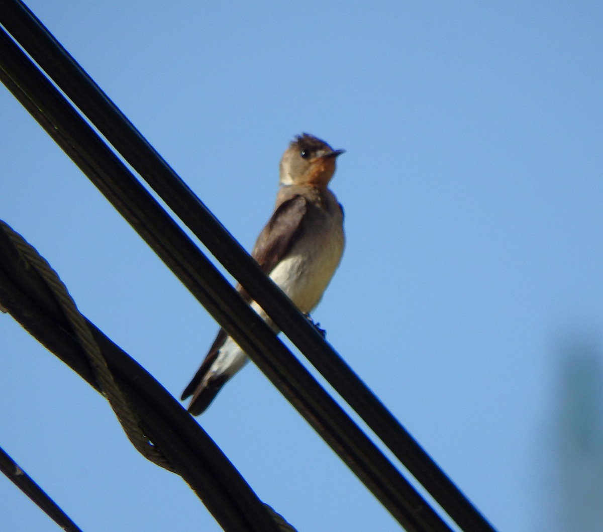 Southern Rough-winged Swallow - ML638541372