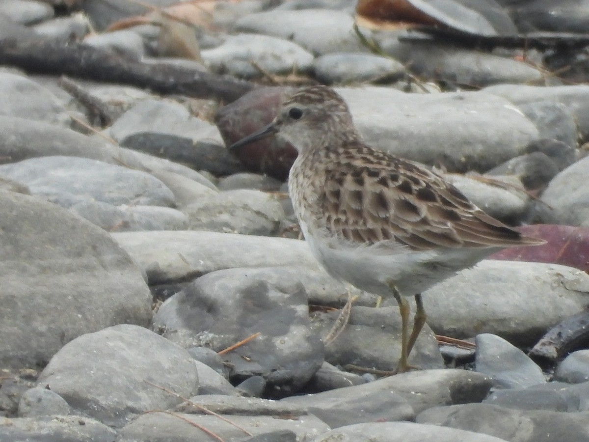 Long-toed Stint - ML638541376