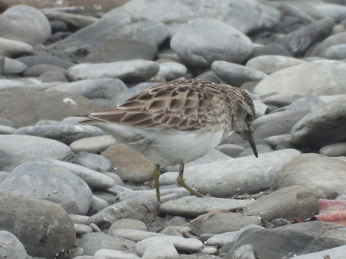 Long-toed Stint - ML638541377