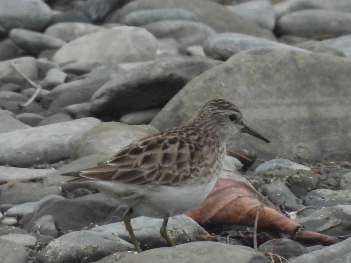 Long-toed Stint - ML638541378