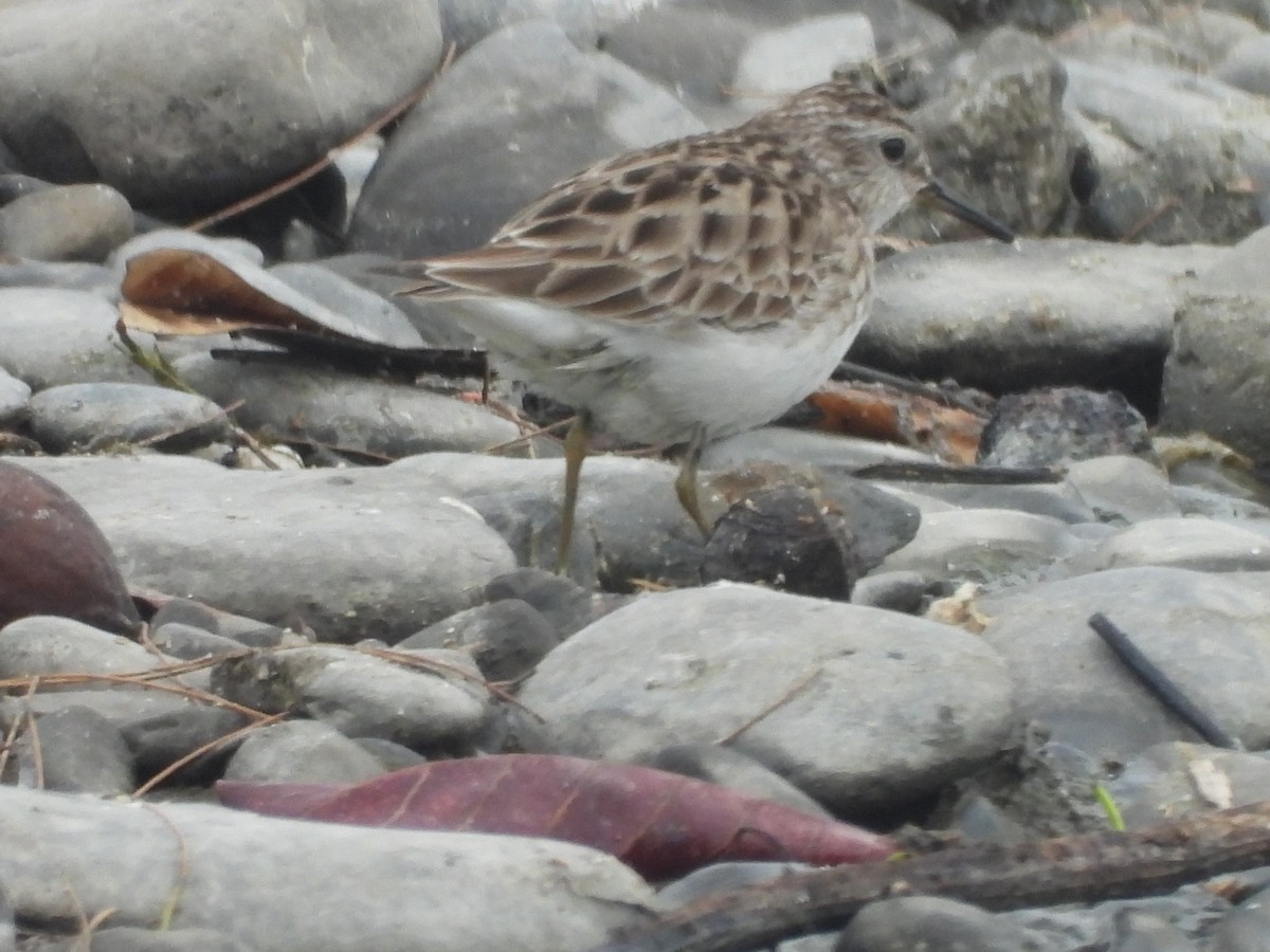 Long-toed Stint - ML638541379