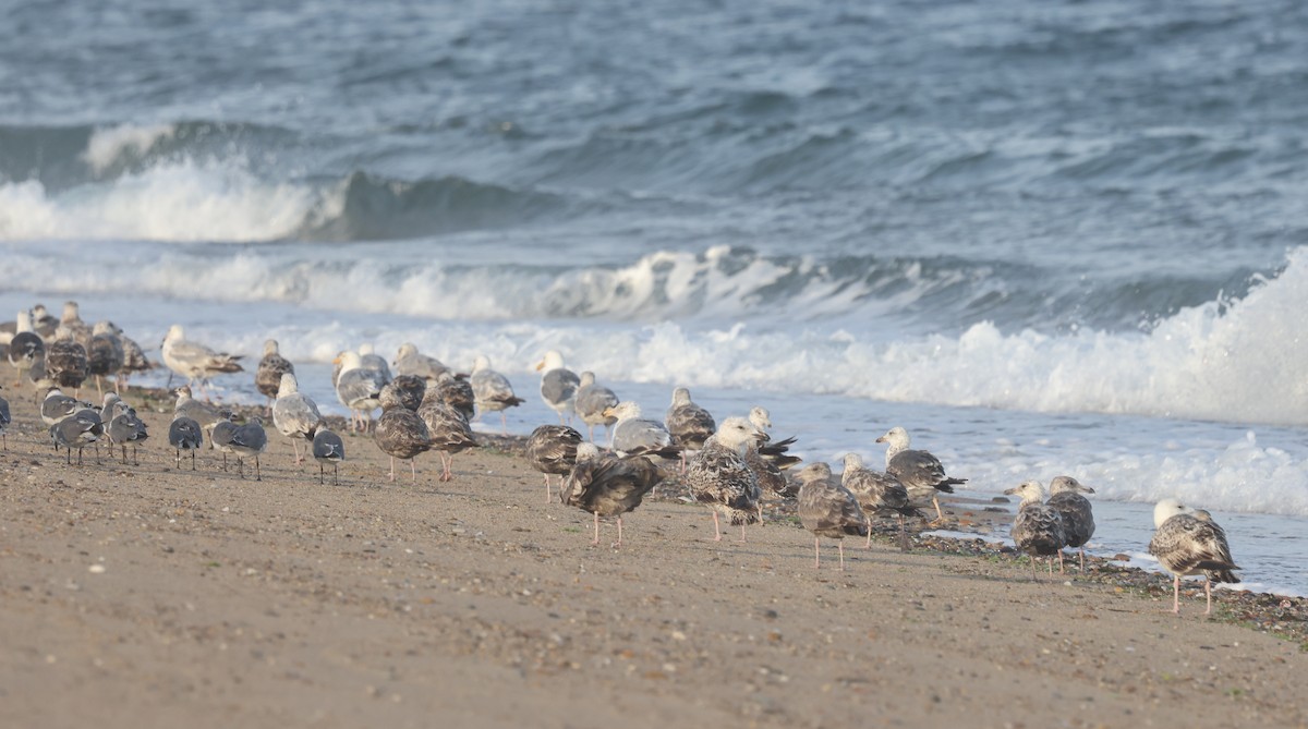 Great Black-backed Gull - ML638541382