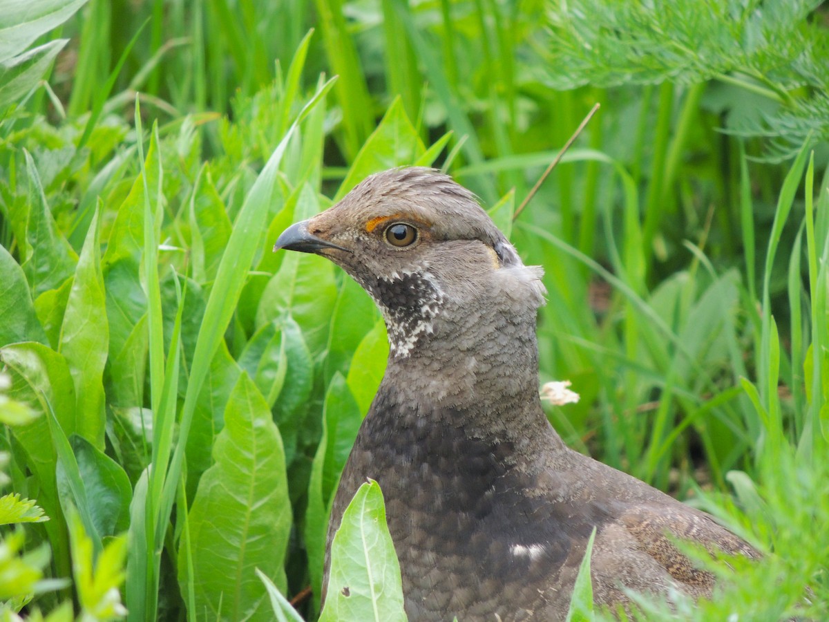 Dusky Grouse - ML638541384