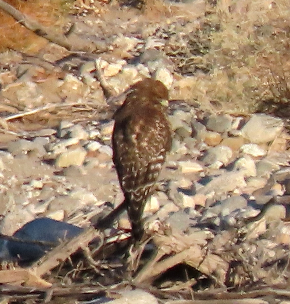 Red-shouldered Hawk - ML638541429