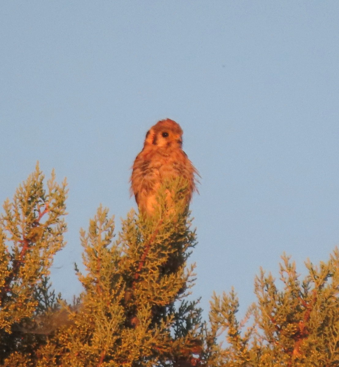 American Kestrel - ML638541441