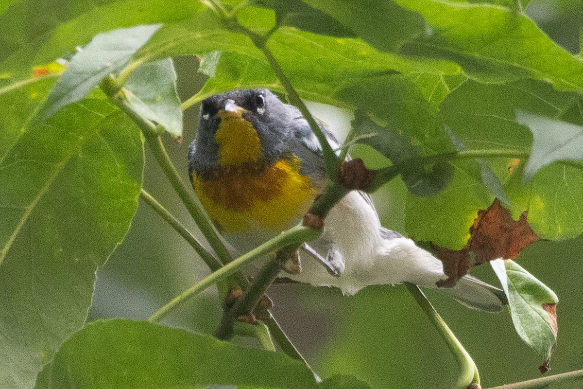 Northern Parula - ML638541444