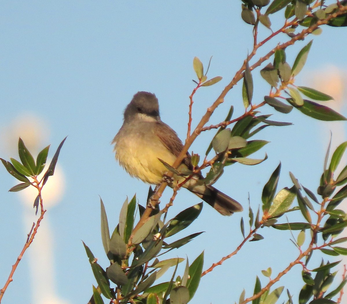 Cassin's Kingbird - ML638541448