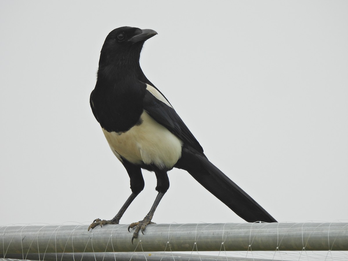 Oriental Magpie - ML638541457