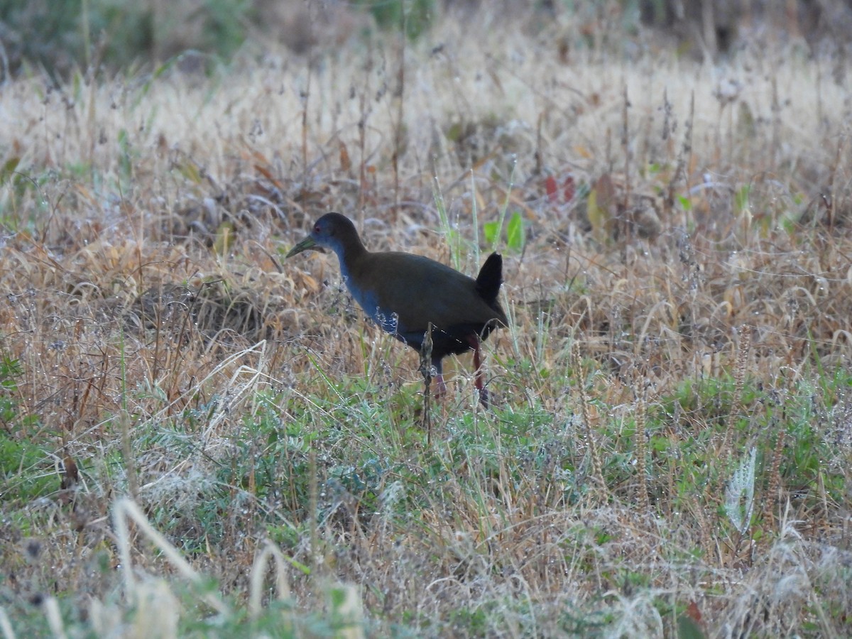 Slaty-breasted Wood-Rail - ML638541462