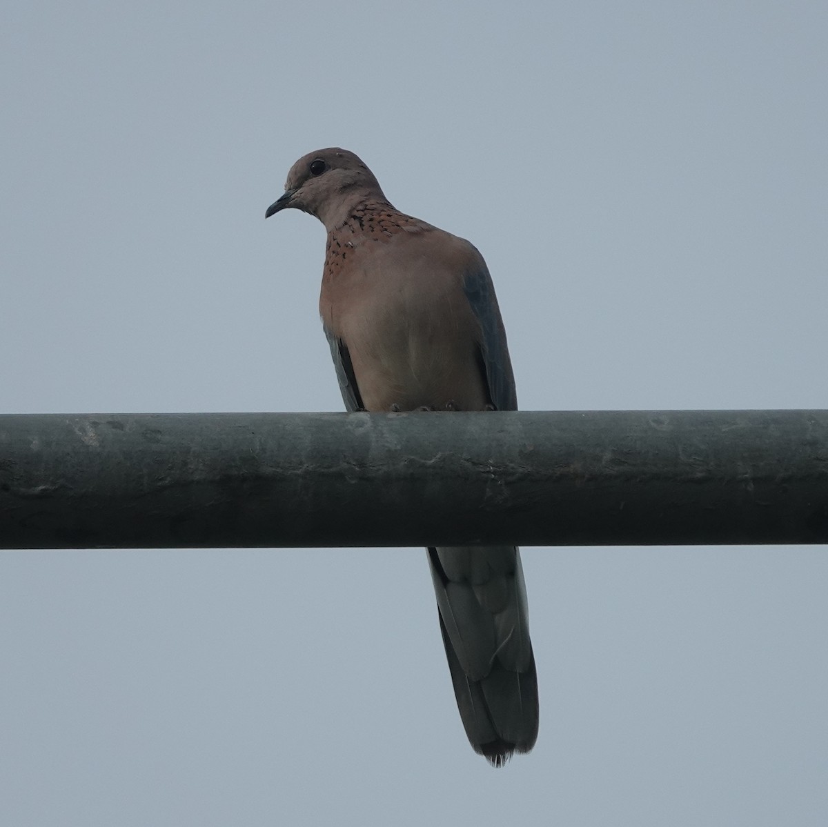 Laughing Dove - ML638541463
