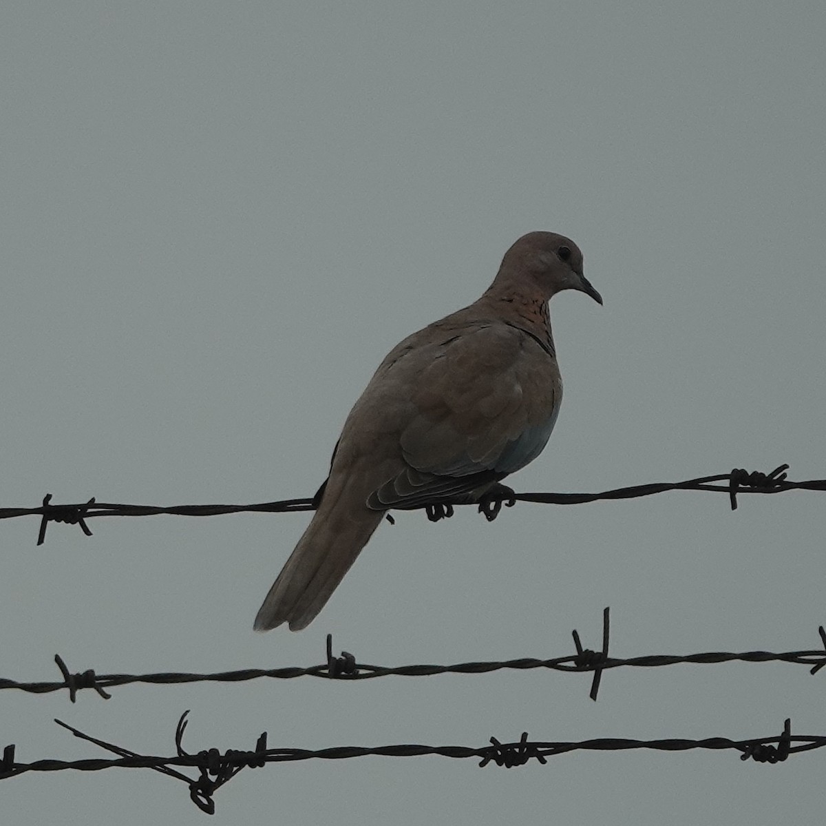 Laughing Dove - ML638541467