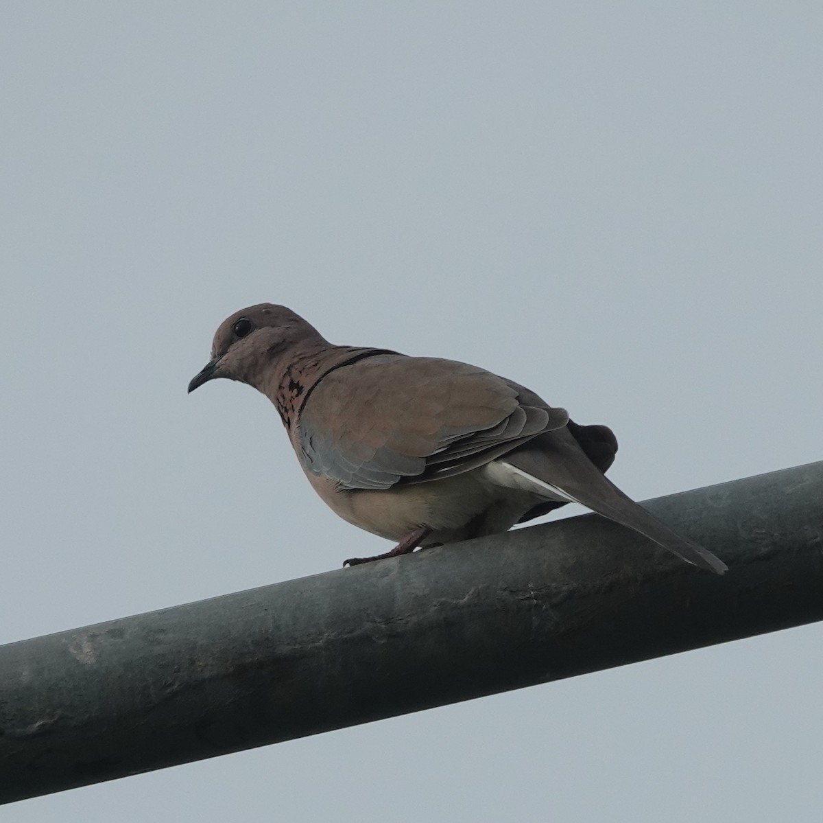 Laughing Dove - ML638541468