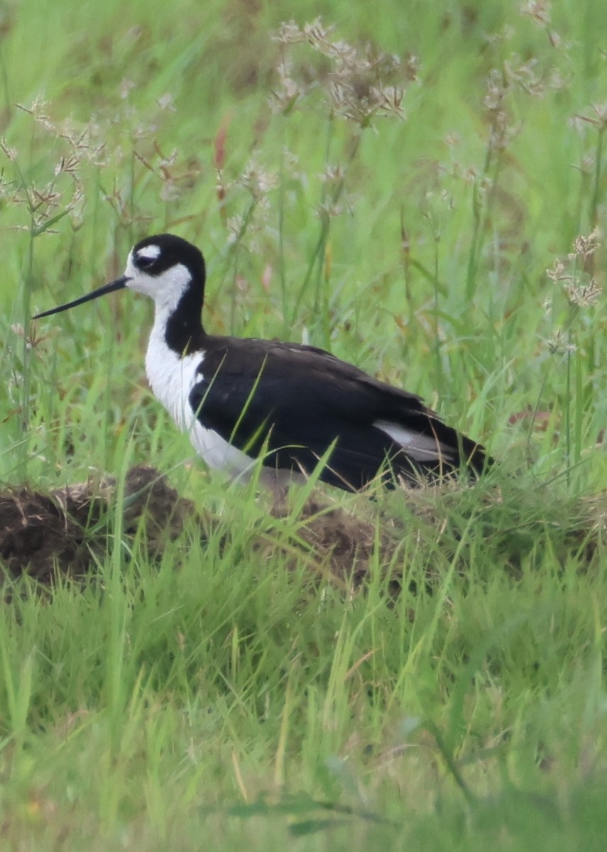 Black-necked Stilt - ML638541469