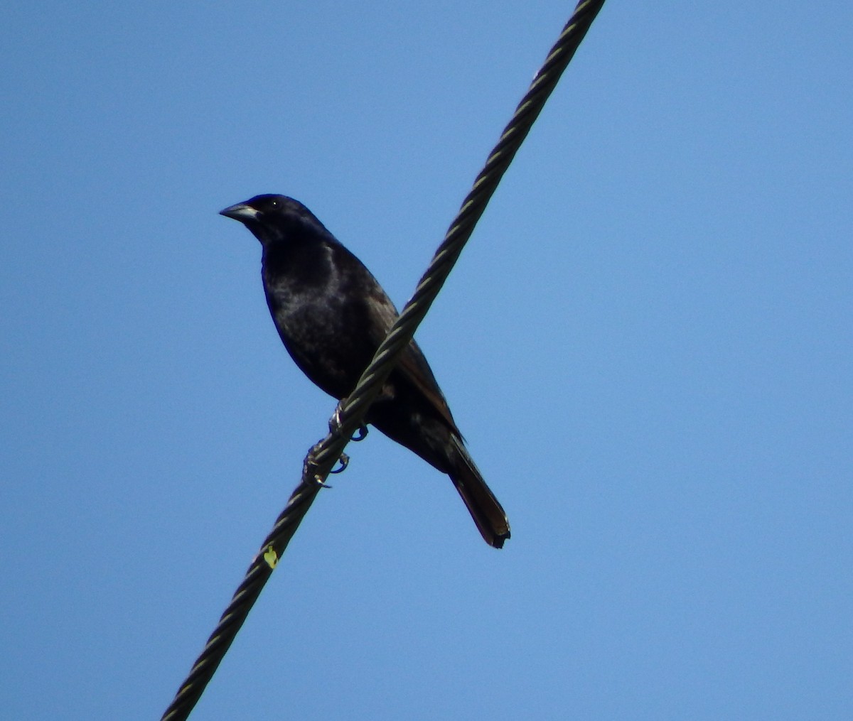 Shiny Cowbird - ML638541470