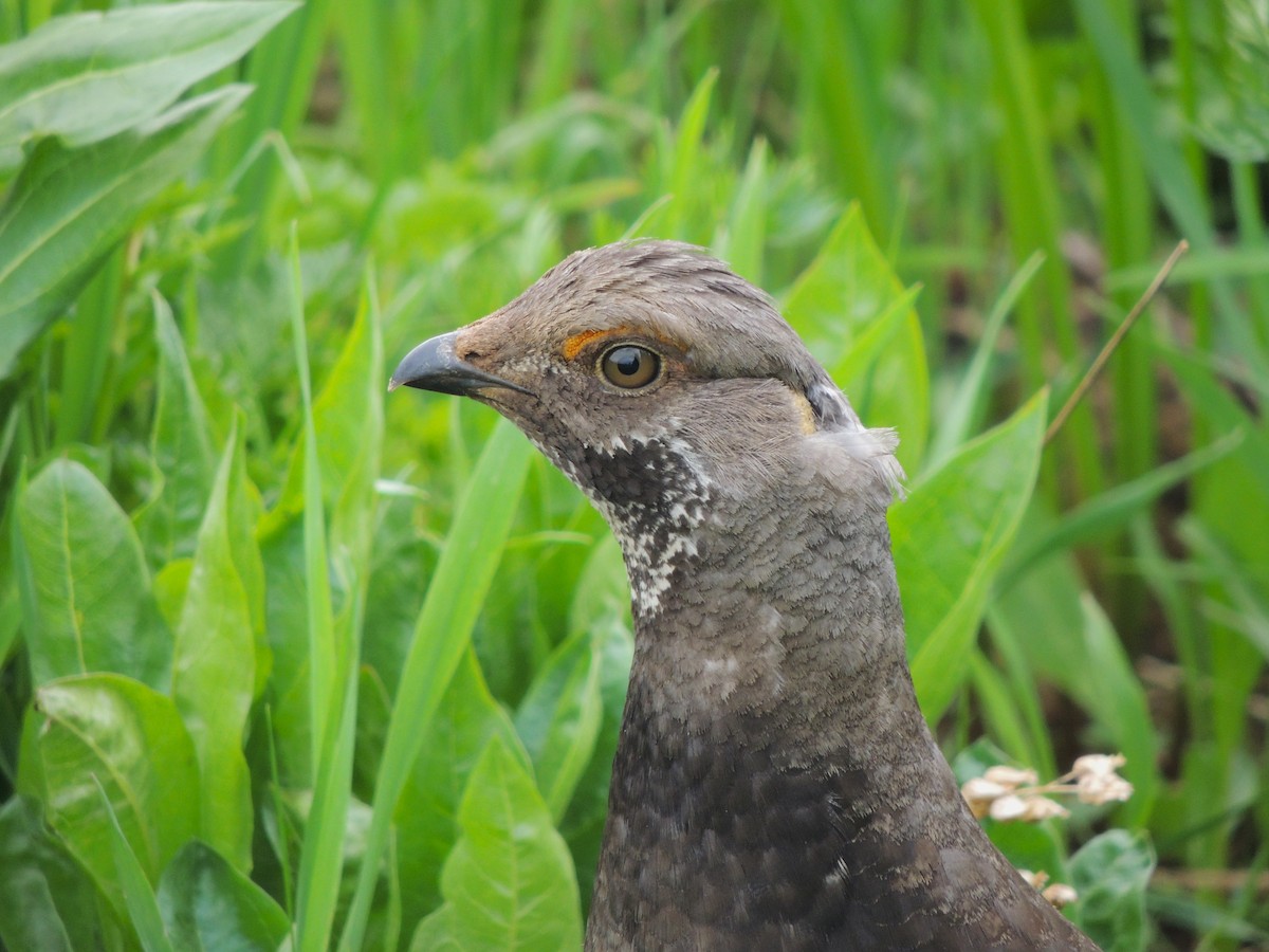 Dusky Grouse - ML638541471