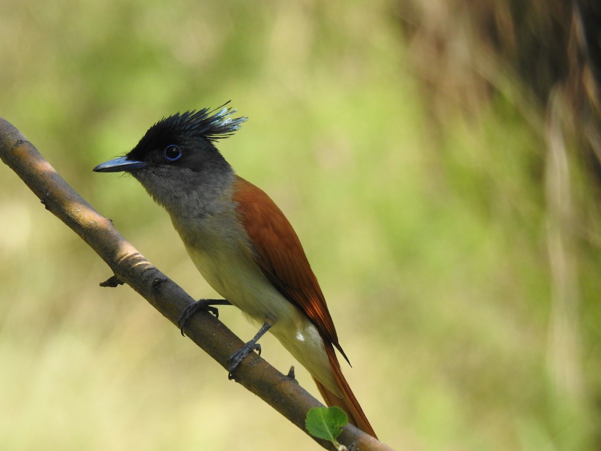 Indian Paradise-Flycatcher - ML638541474