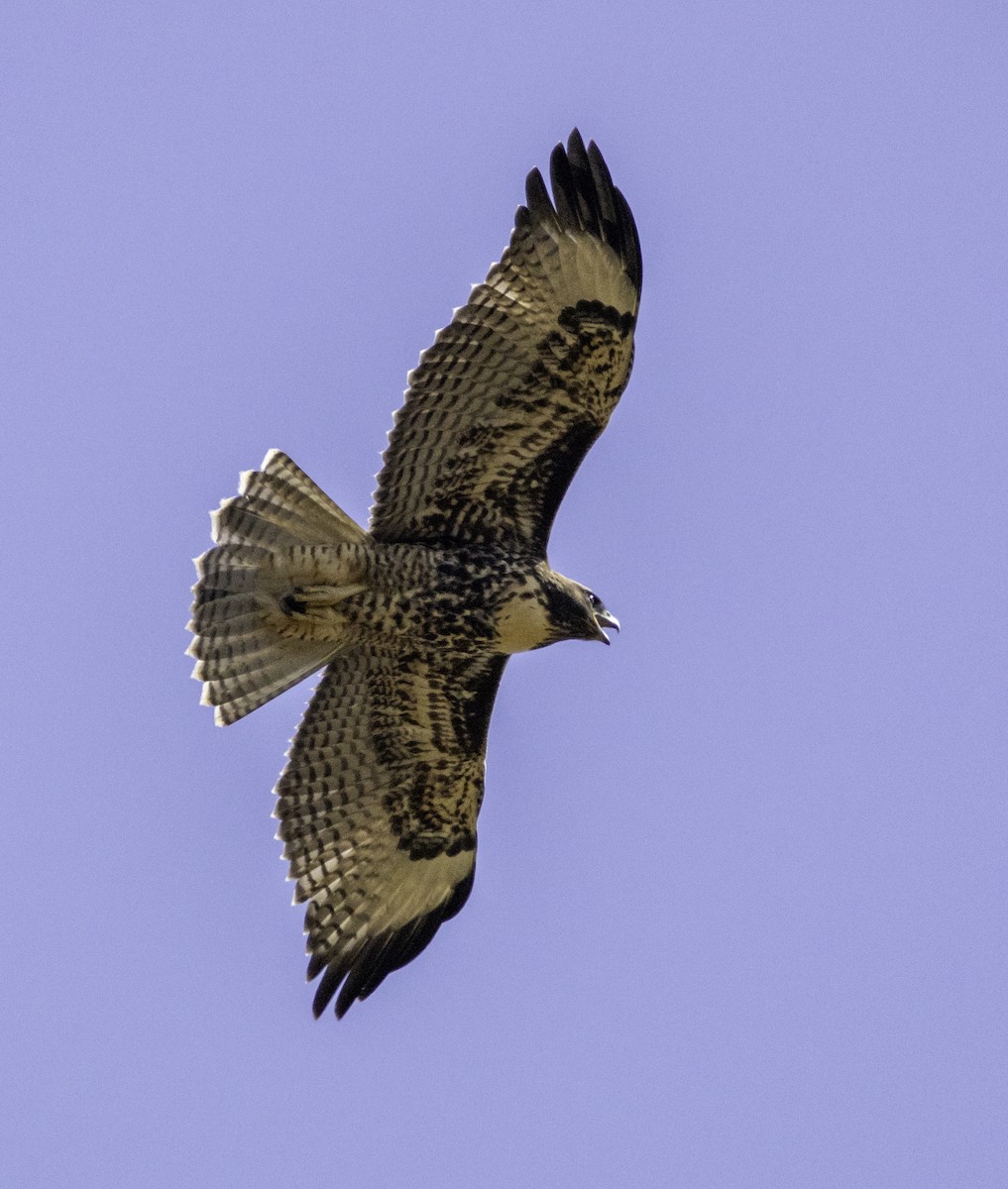 Red-tailed Hawk - ML638541477