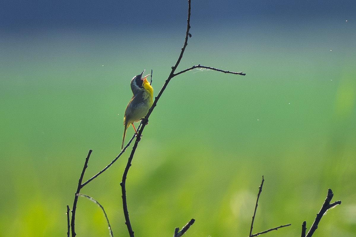 Common Yellowthroat - ML638541480