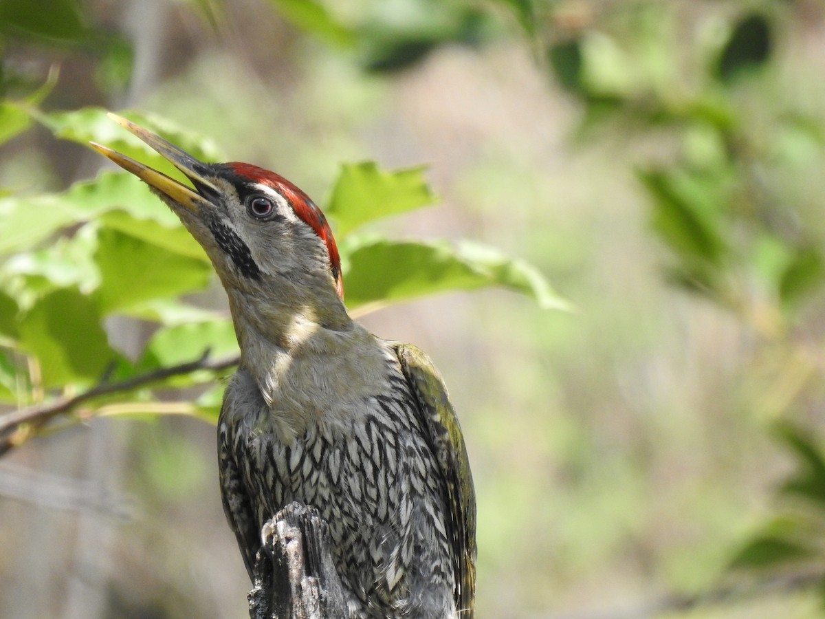 Scaly-bellied Woodpecker - ML638541482