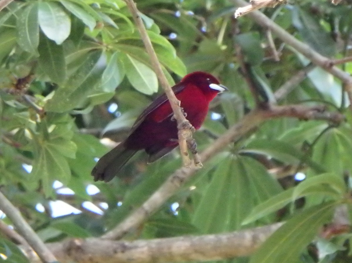 Silver-beaked Tanager - ML638541483