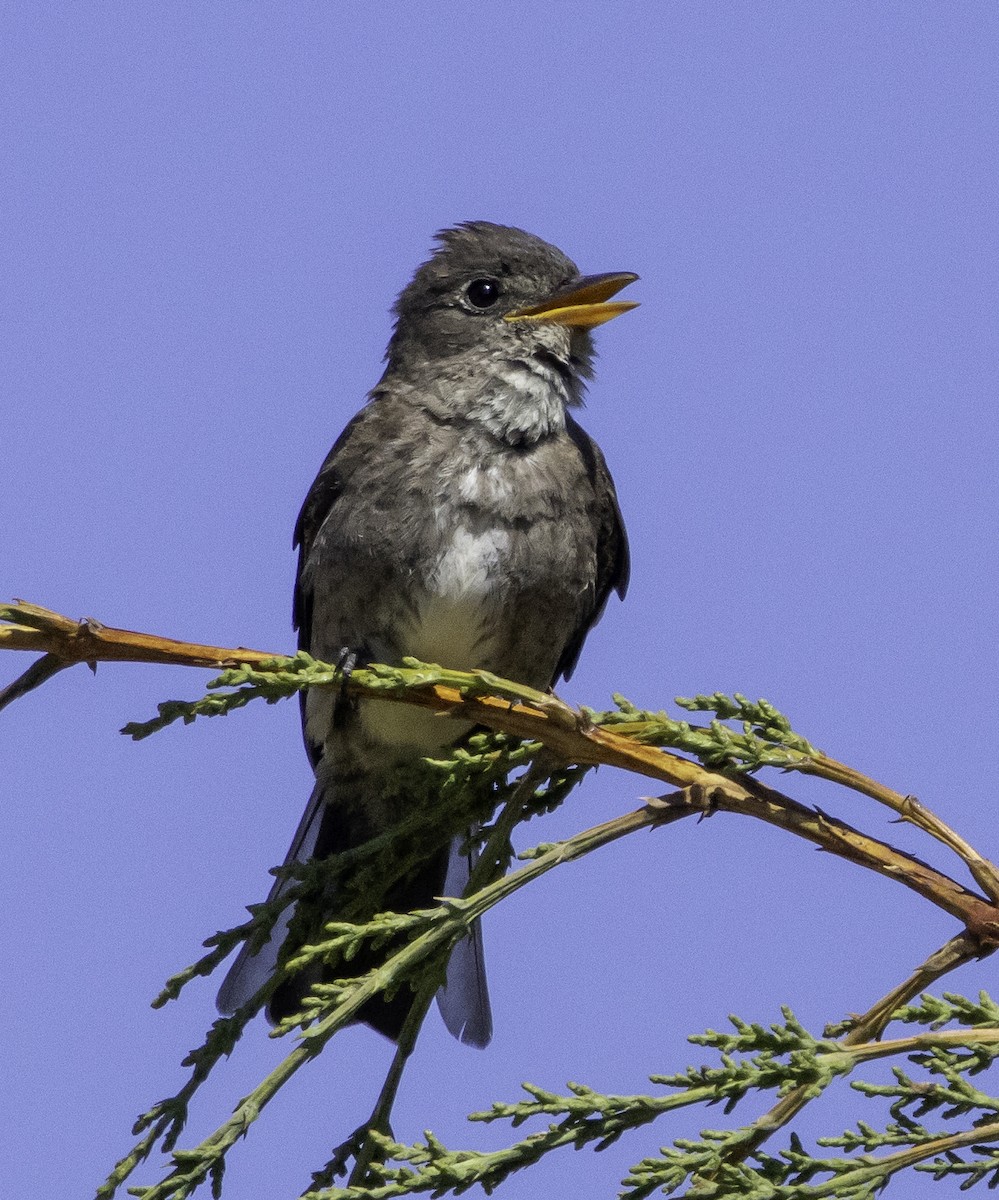 Olive-sided Flycatcher - ML638541484
