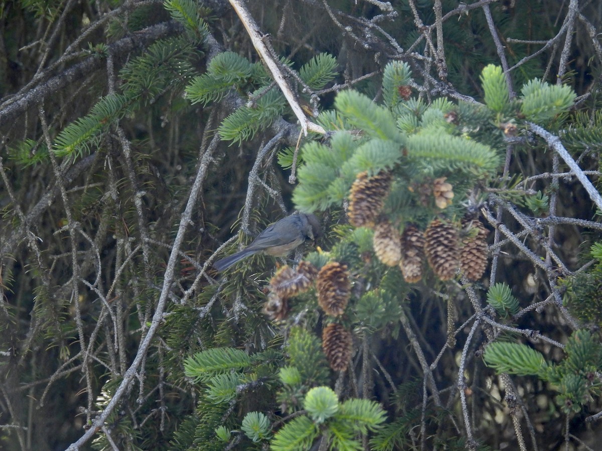 Boreal Chickadee - ML638541492