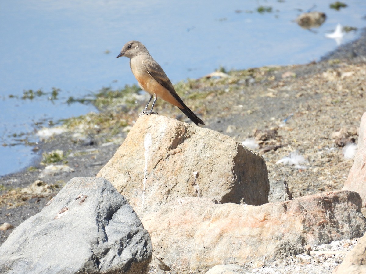 Say's Phoebe - ML638541493