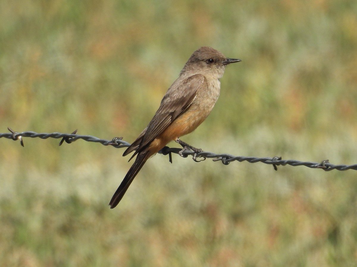 Say's Phoebe - ML638541494