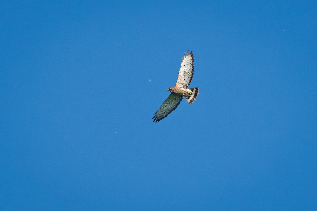 Broad-winged Hawk - ML638541496