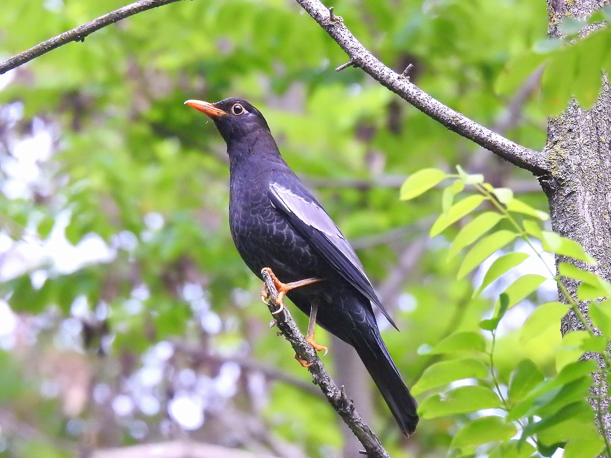 Gray-winged Blackbird - ML638541508