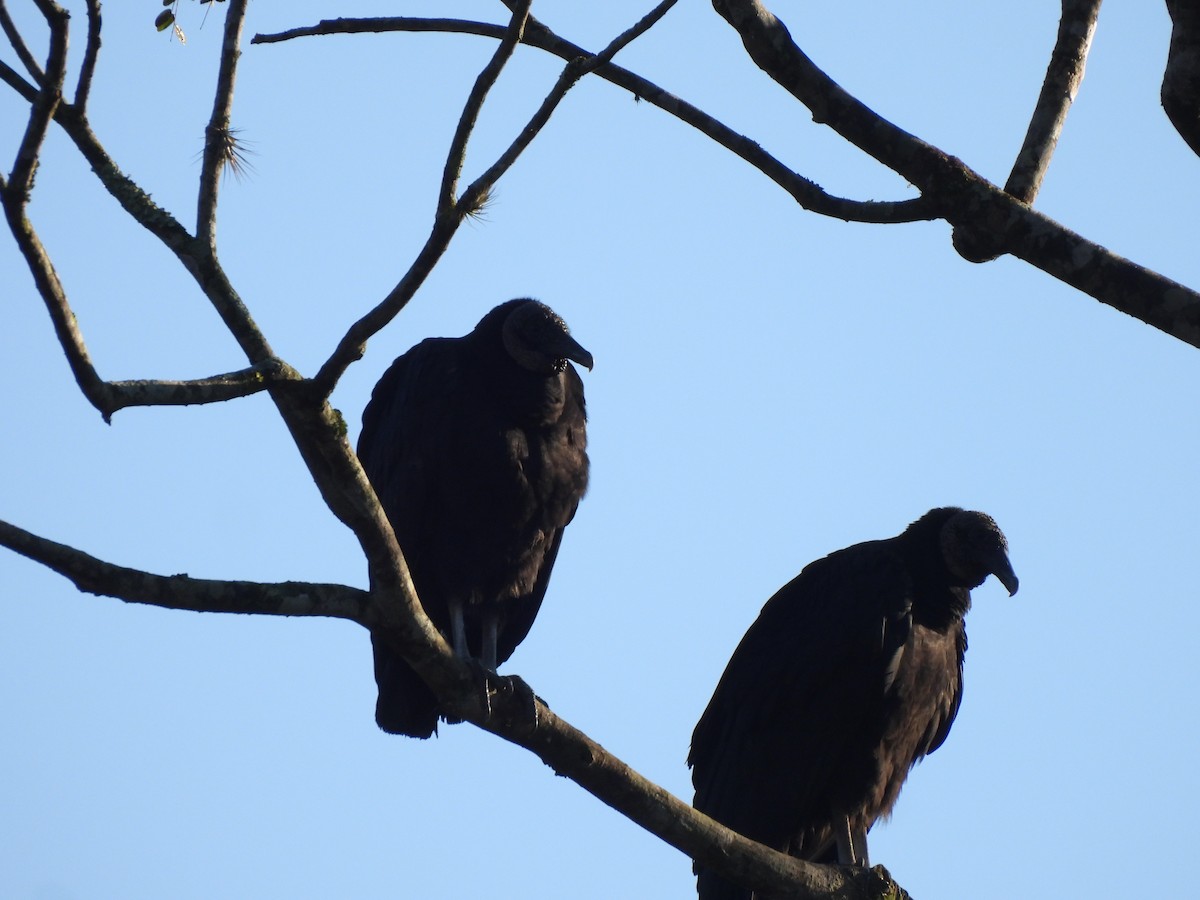 Black Vulture - ML638541510