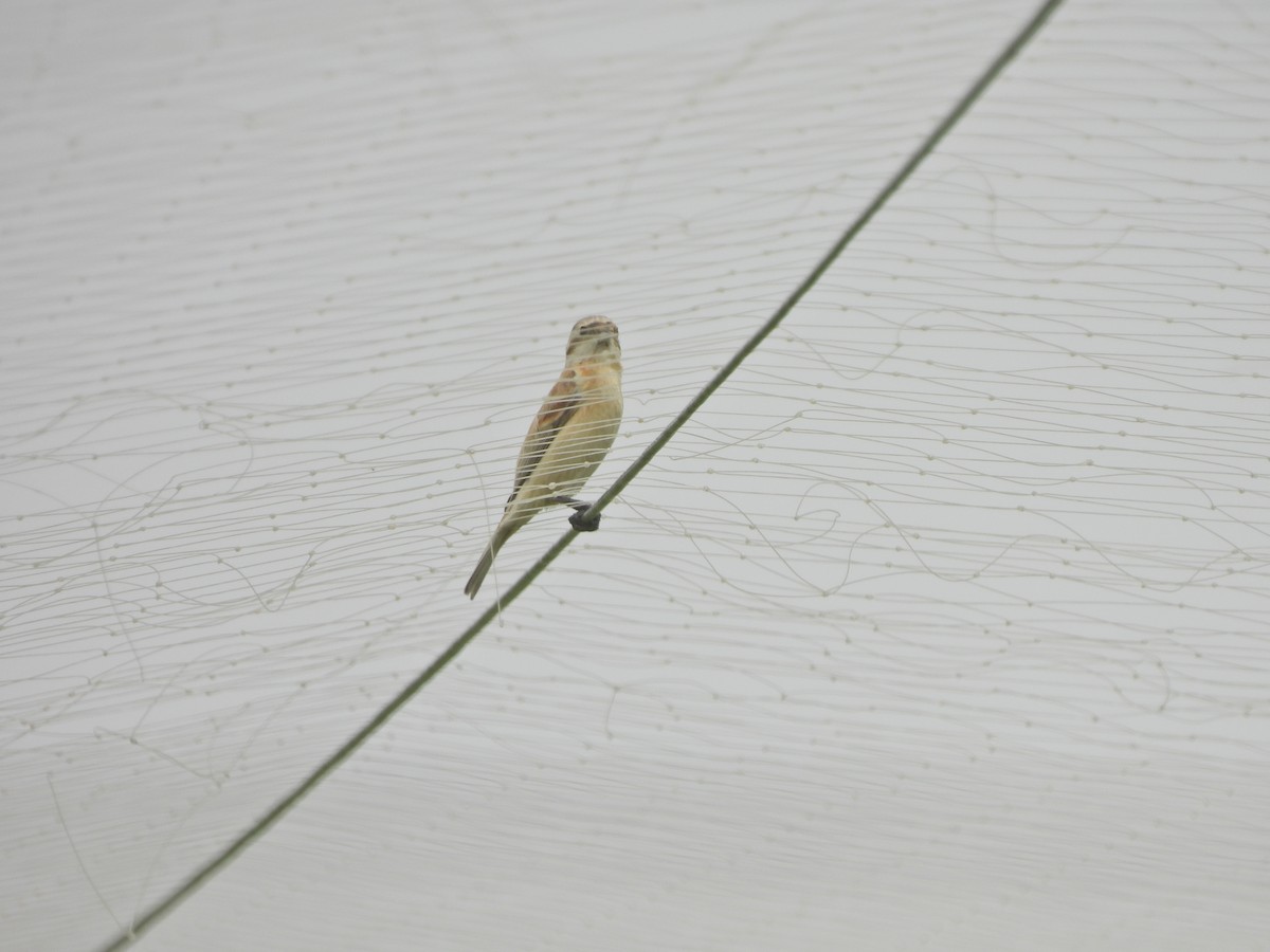 Chinese Penduline-Tit - ML638541512