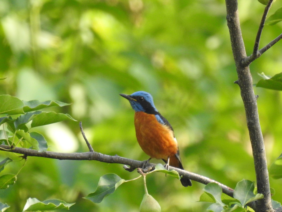 Blue-capped Rock-Thrush - ML638541513