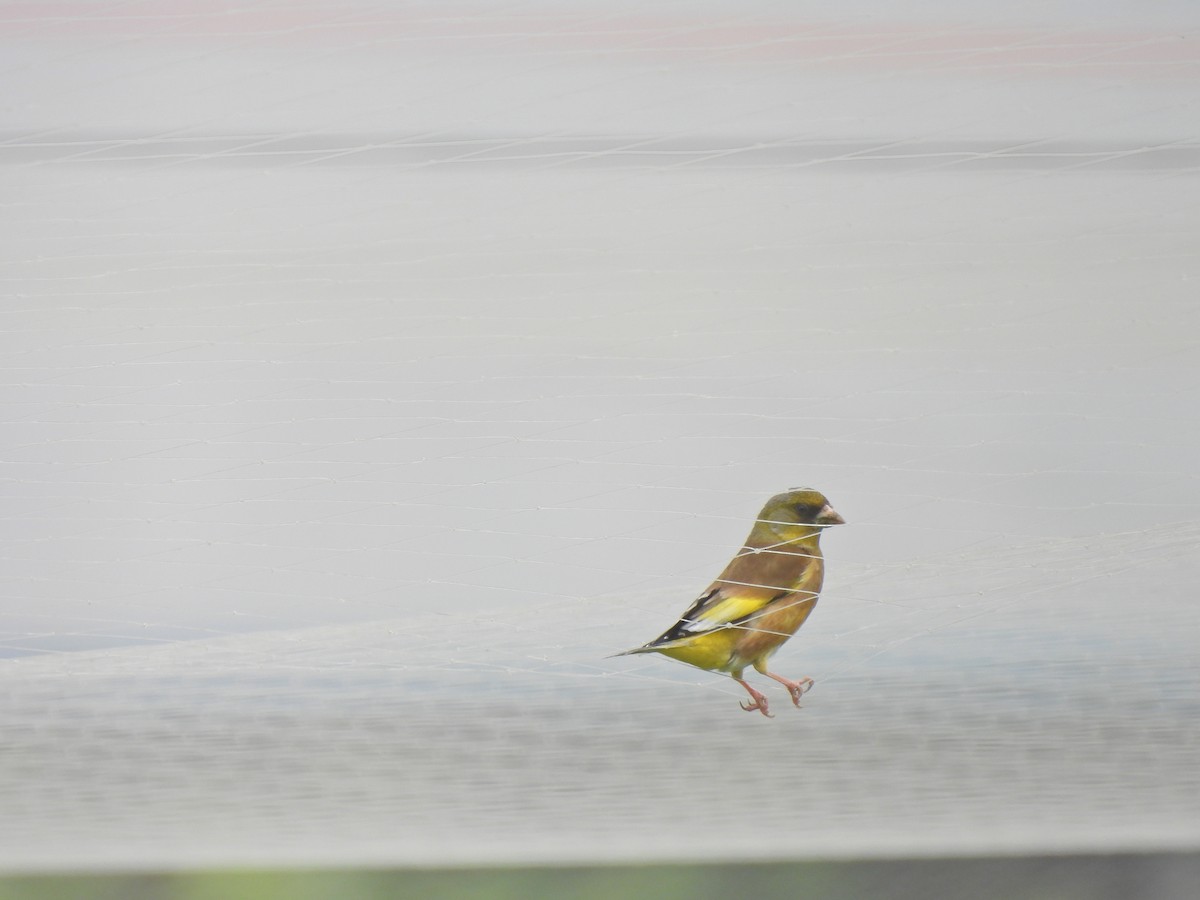 Oriental Greenfinch - ML638541517