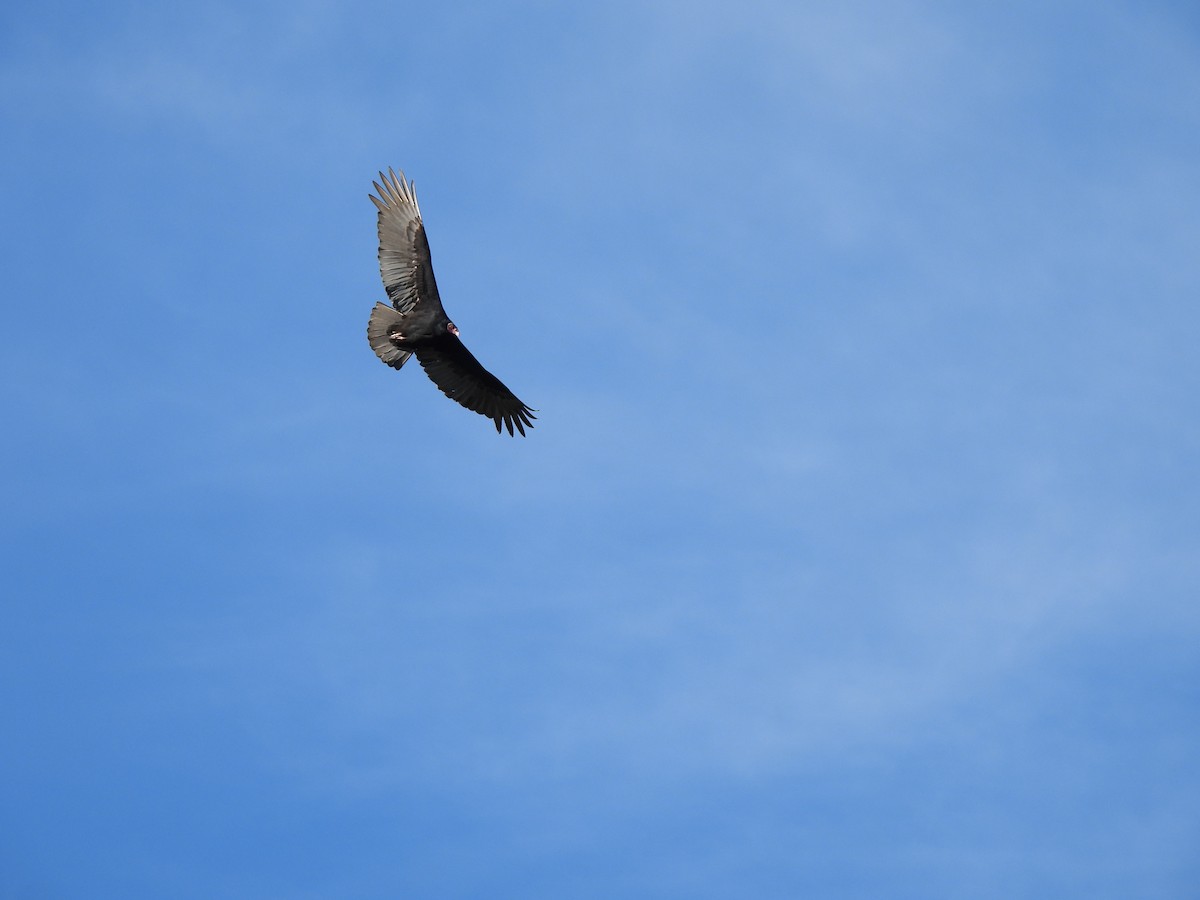 Turkey Vulture - ML638541518