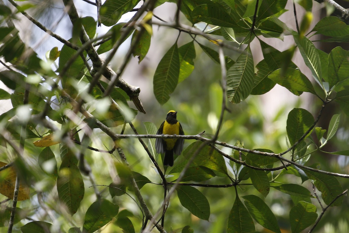 Sultan Tit - ML638541519