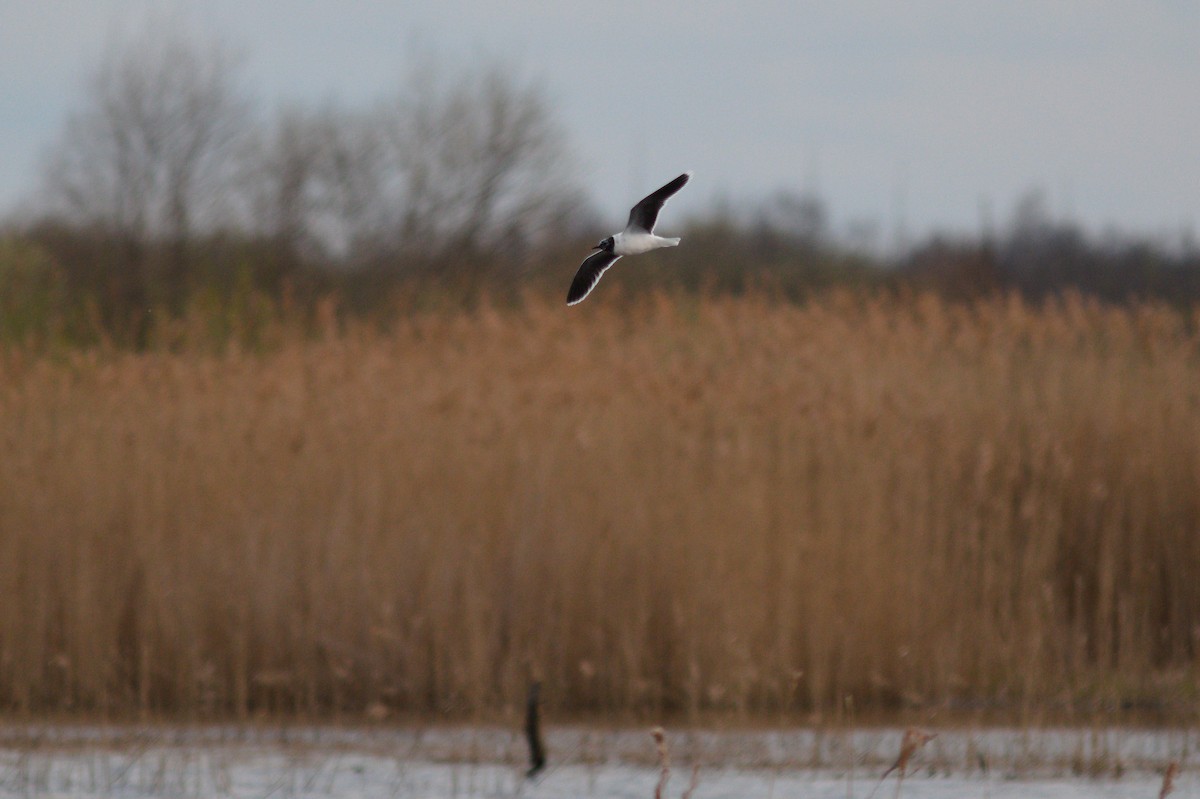 Little Gull - ML638541520