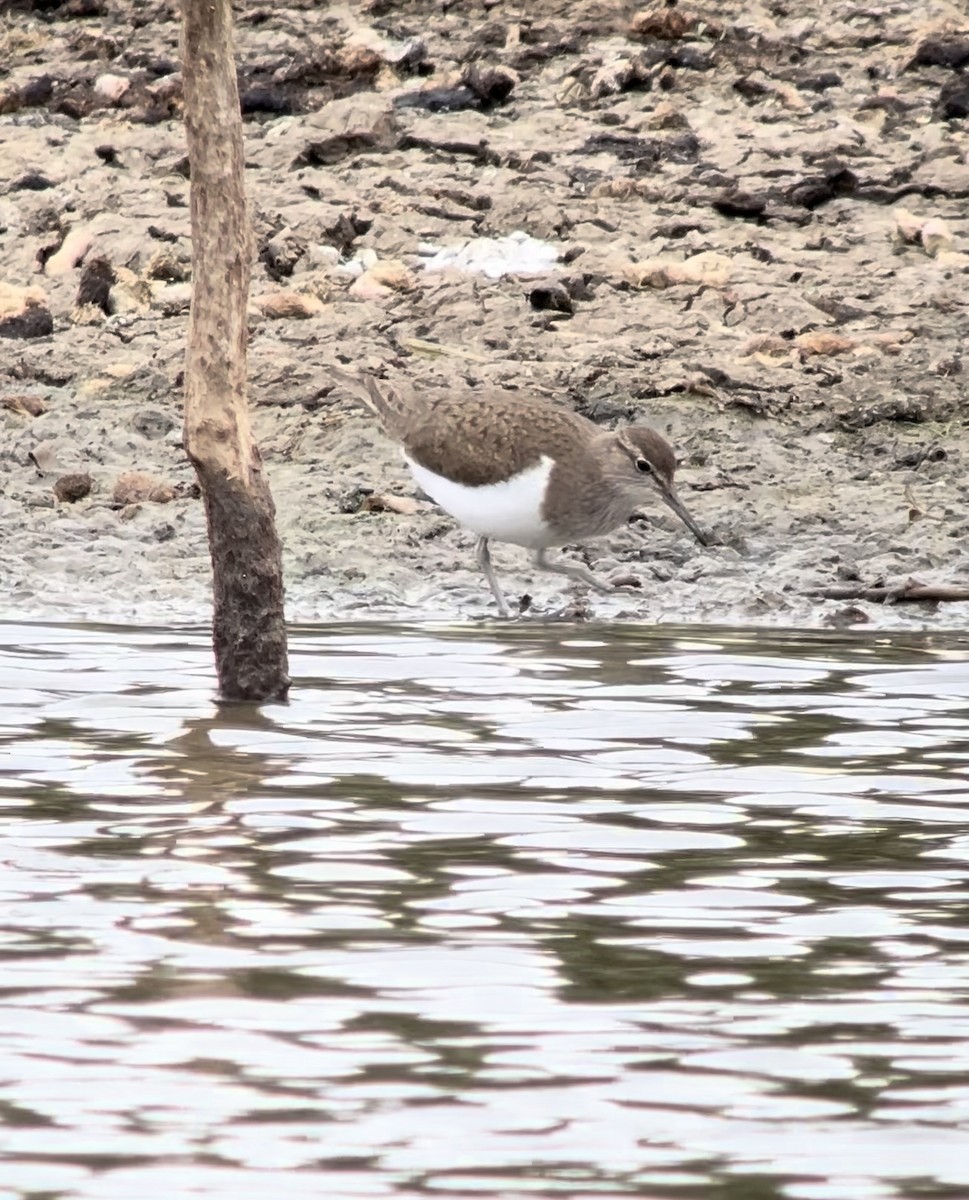 Common Sandpiper - ML638541523