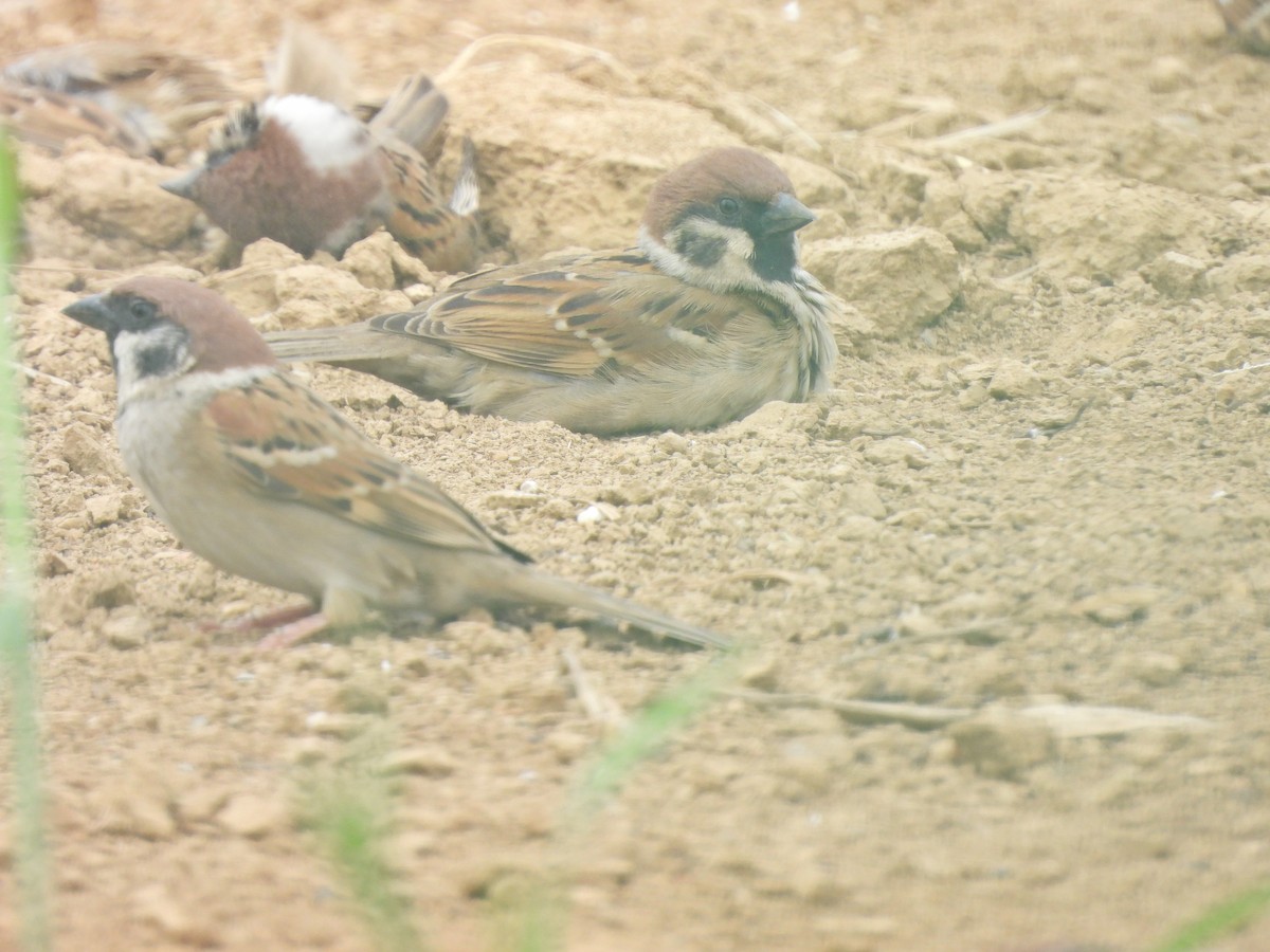 Eurasian Tree Sparrow - ML638541524