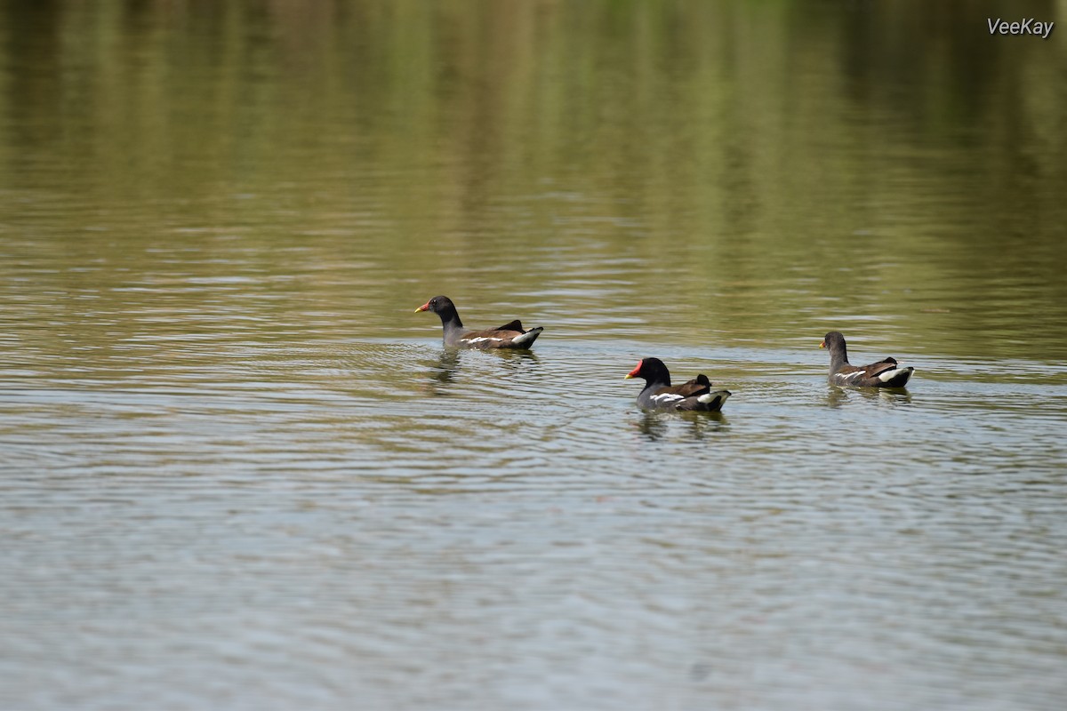 Eurasian Moorhen - ML638541525