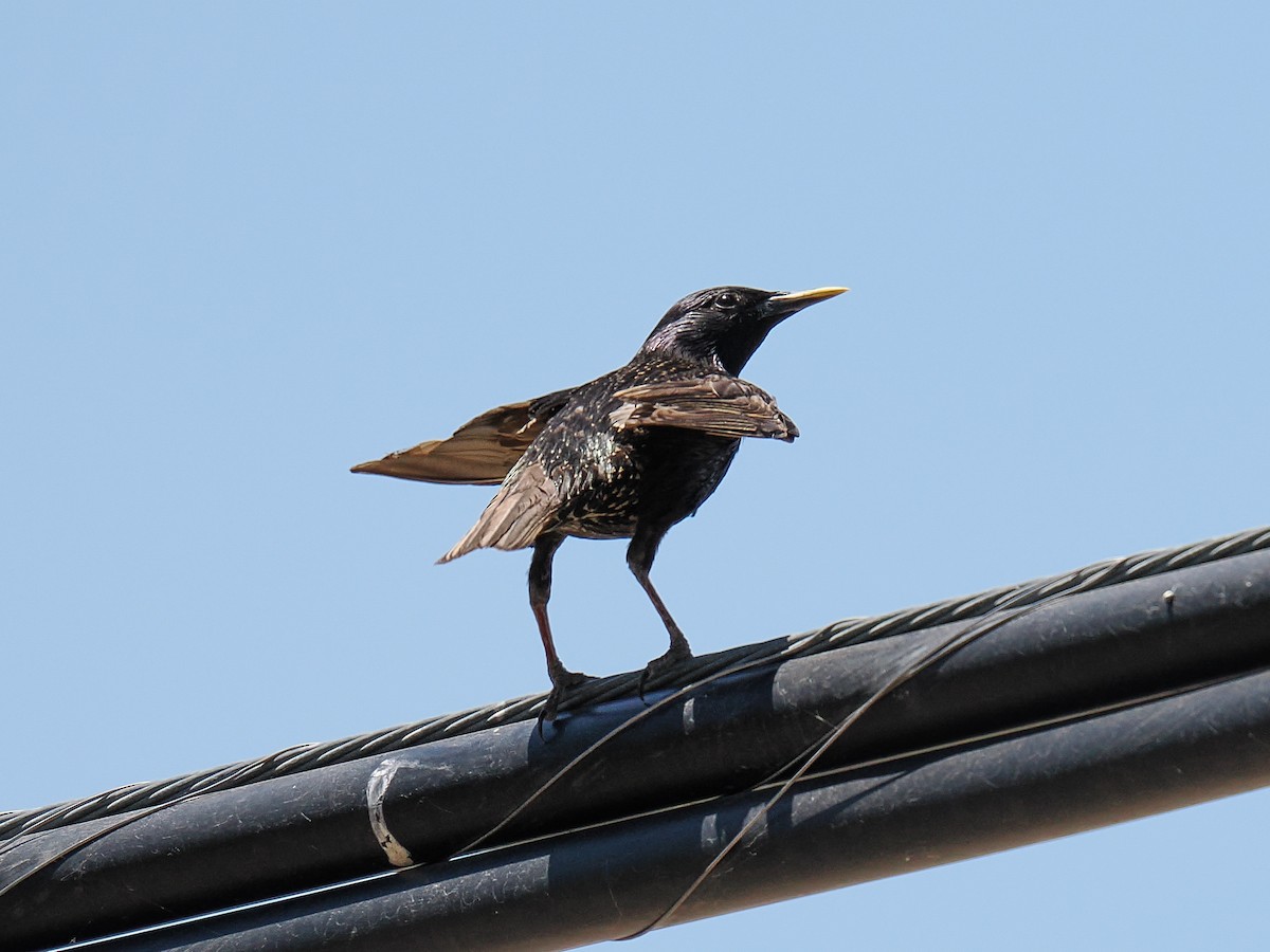European Starling - ML638541526