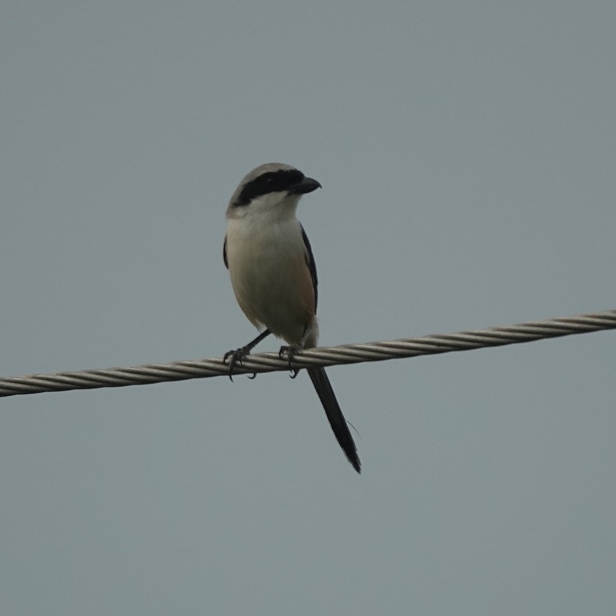 Long-tailed Shrike - ML638541527