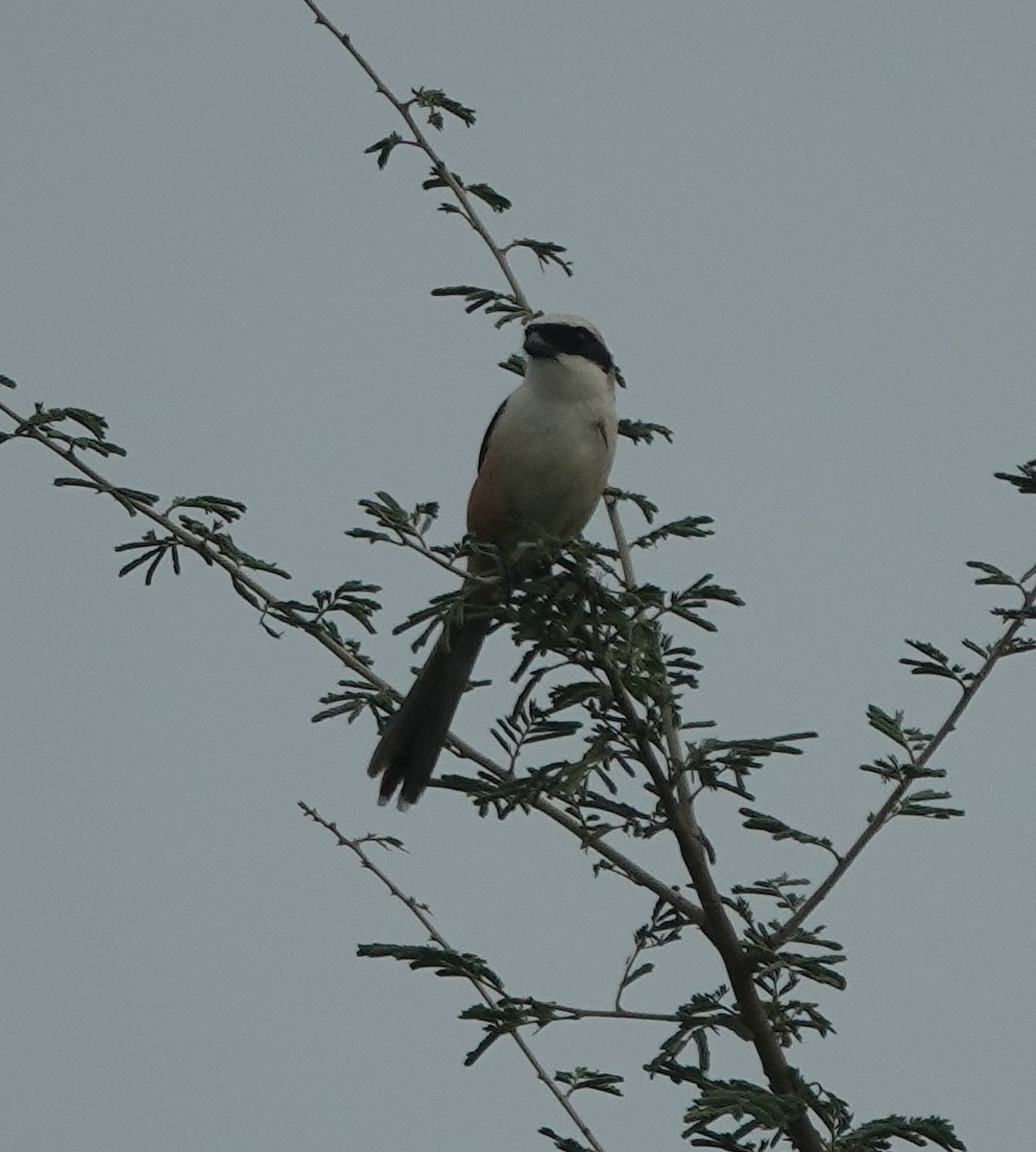 Long-tailed Shrike - ML638541528