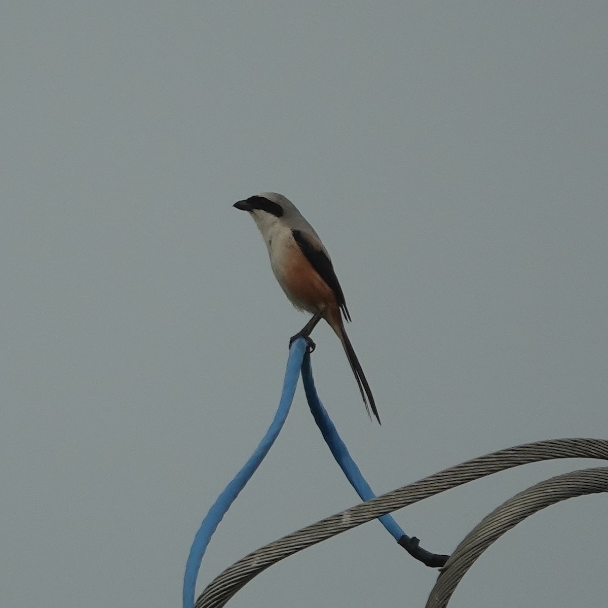 Long-tailed Shrike - ML638541529