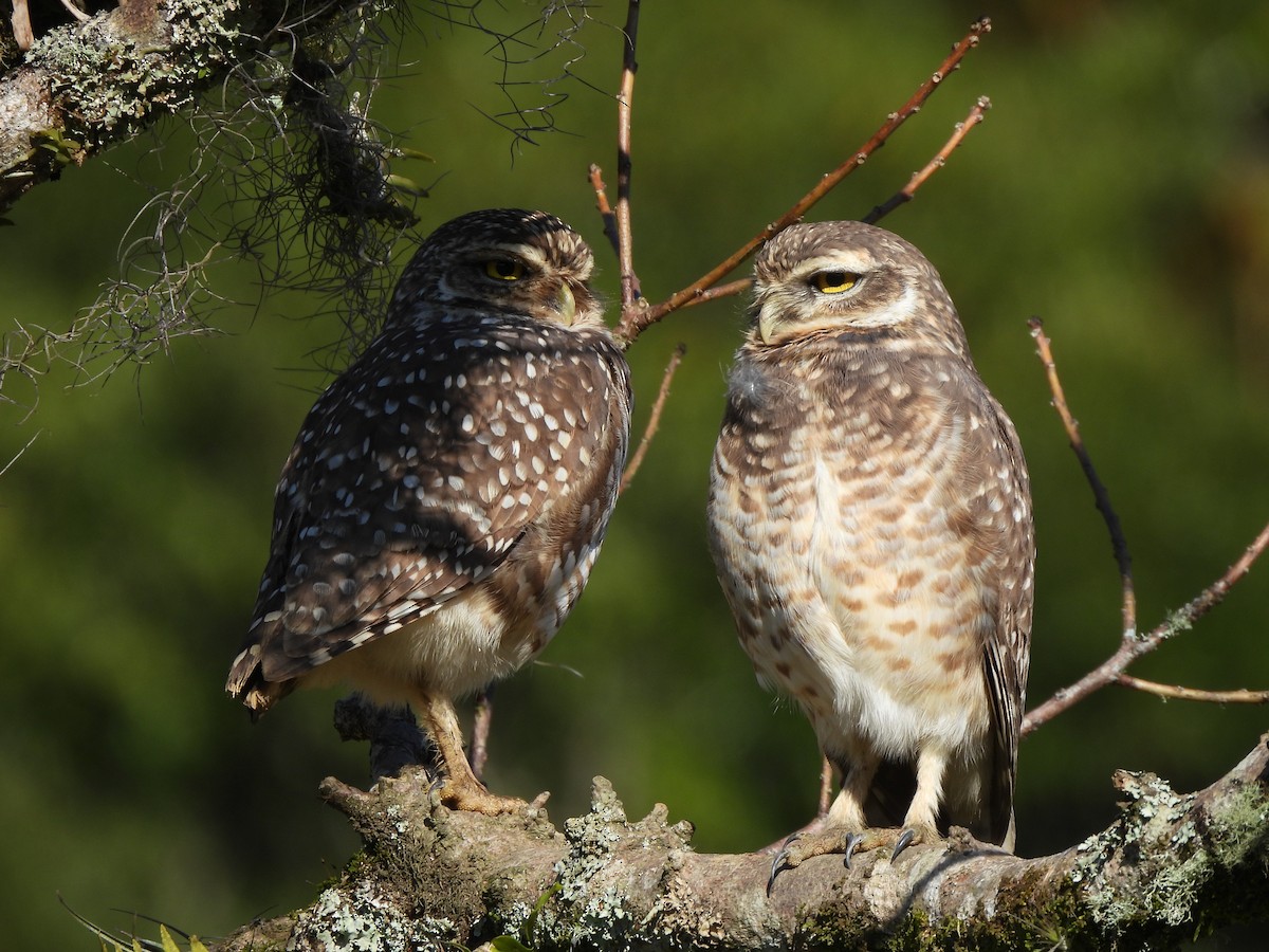 Burrowing Owl - ML638541531