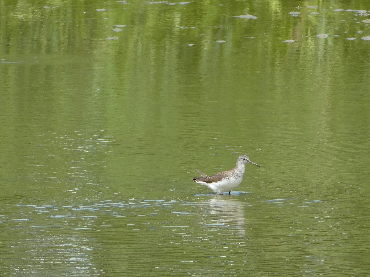 Green Sandpiper - ML638541532