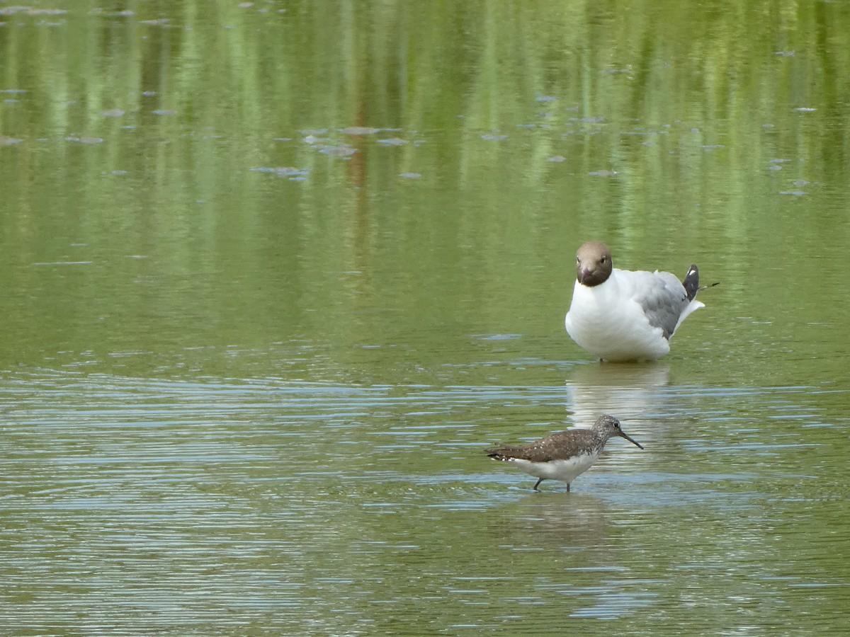 Green Sandpiper - ML638541533