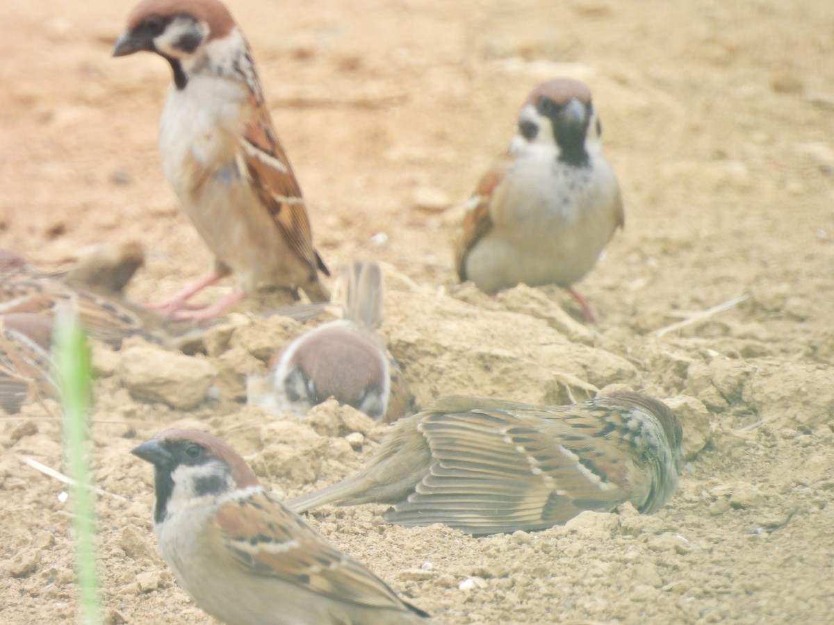Eurasian Tree Sparrow - ML638541534