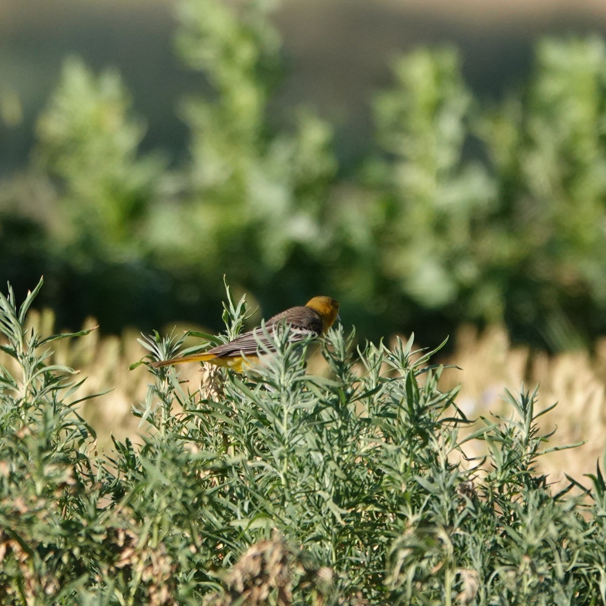 Bullock's Oriole - ML638541536